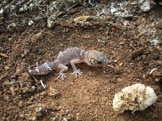 Thick Tailed Gecko